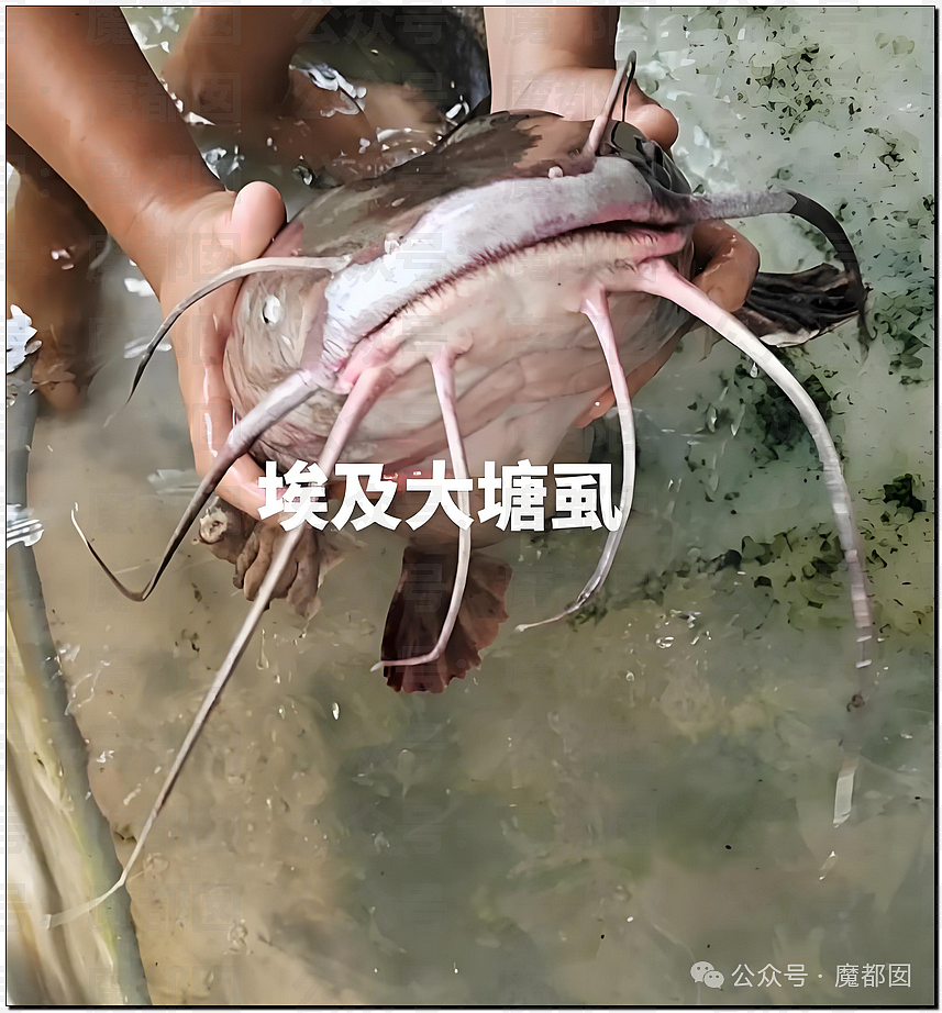 热搜第一!大连西山水库惊现成群超大怪鱼,背后真相更揪心(组图) - 10