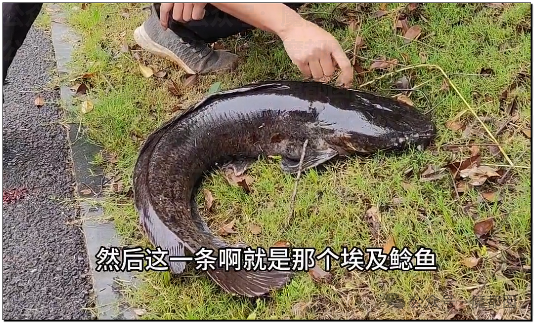 热搜第一!大连西山水库惊现成群超大怪鱼,背后真相更揪心(组图) - 3
