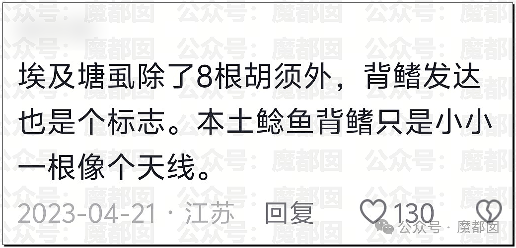 热搜第一!大连西山水库惊现成群超大怪鱼,背后真相更揪心(组图) - 13