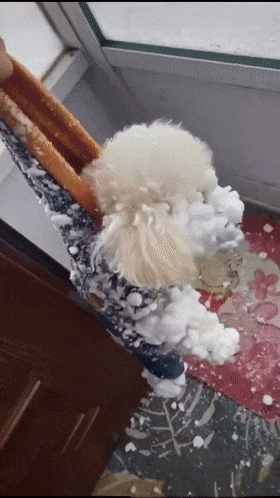 【宠物】10斤的小狗出门玩雪，回家直接“胖”到20斤...（组图） - 3