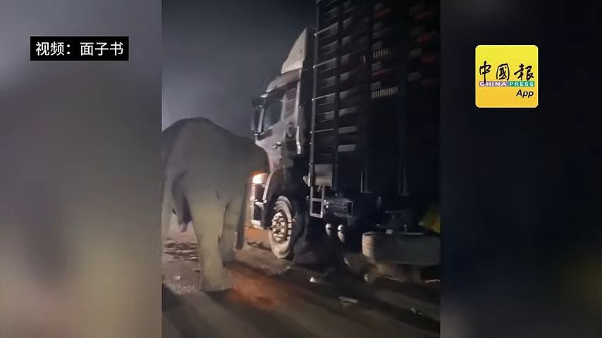 马来西亚野生小象遭撞死!母象欲救无从,发狂撞肇事货车(视频/组图) - 1