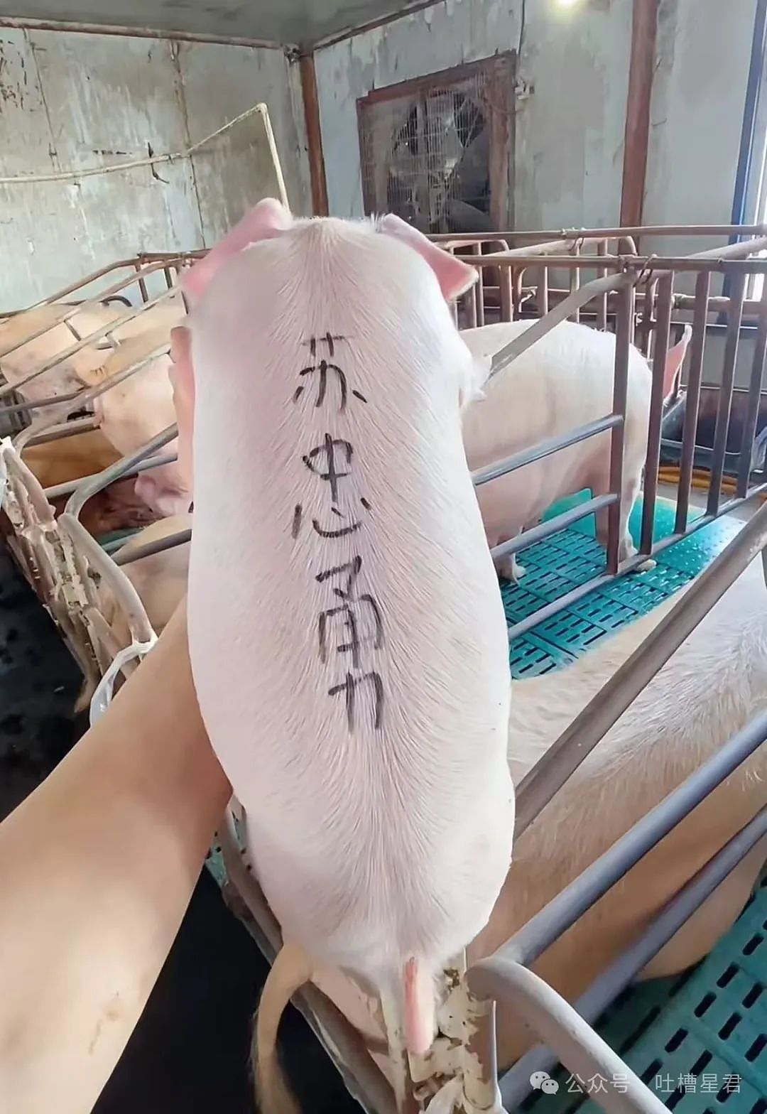 【爆笑】“穿上网购牛仔裤妙龄少女秒变罗圈腿...？”哈哈哈商家笑了三天才发货（组图） - 39