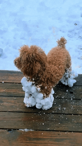【宠物】10斤的小狗出门玩雪，回家直接“胖”到20斤...（组图） - 5