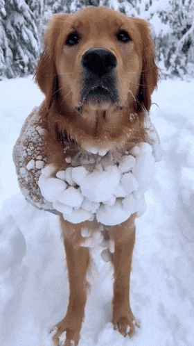 【宠物】10斤的小狗出门玩雪，回家直接“胖”到20斤...（组图） - 9