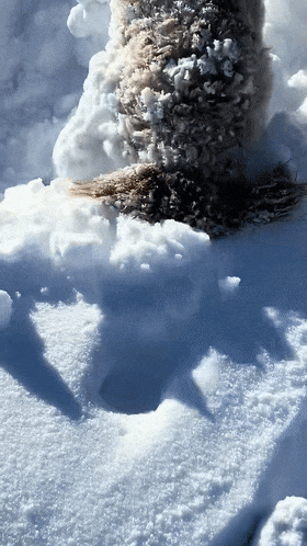 【宠物】10斤的小狗出门玩雪，回家直接“胖”到20斤...（组图） - 12