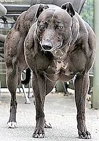 它是动物界最大的肌霸,但也是最虚的那一个(组图) - 20