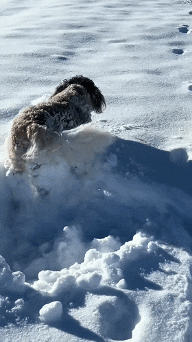 【宠物】10斤的小狗出门玩雪，回家直接“胖”到20斤...（组图） - 11