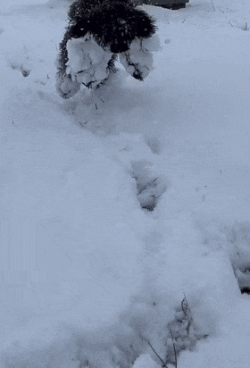 【宠物】10斤的小狗出门玩雪，回家直接“胖”到20斤...（组图） - 6
