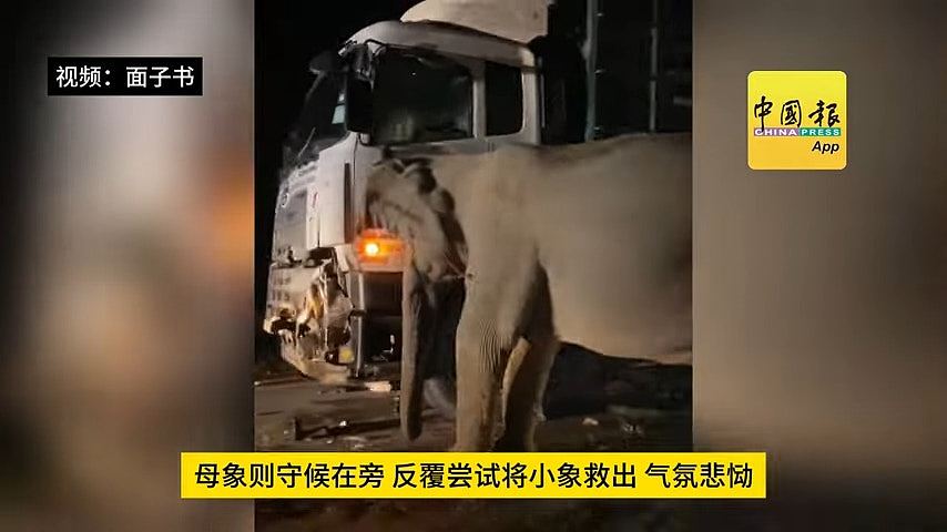 马来西亚野生小象遭撞死!母象欲救无从,发狂撞肇事货车(视频/组图) - 2