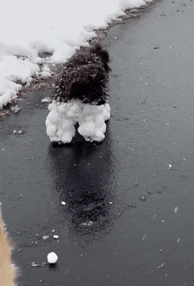 【宠物】10斤的小狗出门玩雪，回家直接“胖”到20斤...（组图） - 7