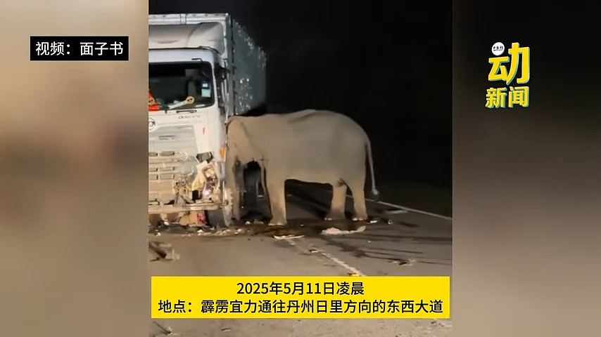 马来西亚野生小象遭撞死!母象欲救无从,发狂撞肇事货车(视频/组图) - 3