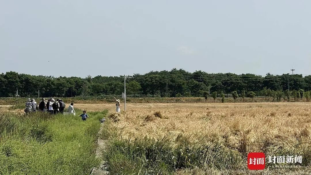 庄稼被踩踏，垃圾扔麦田，谁在“暴力打卡”？（组图） - 1