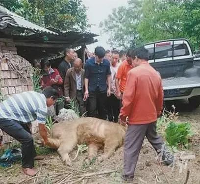 秦岭遇上羚牛，食草动物为何被称为“秦岭杀人王“？（组图） - 4