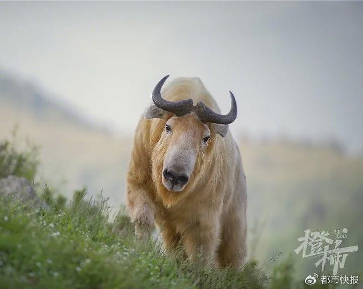 秦岭遇上羚牛，食草动物为何被称为“秦岭杀人王“？（组图） - 5