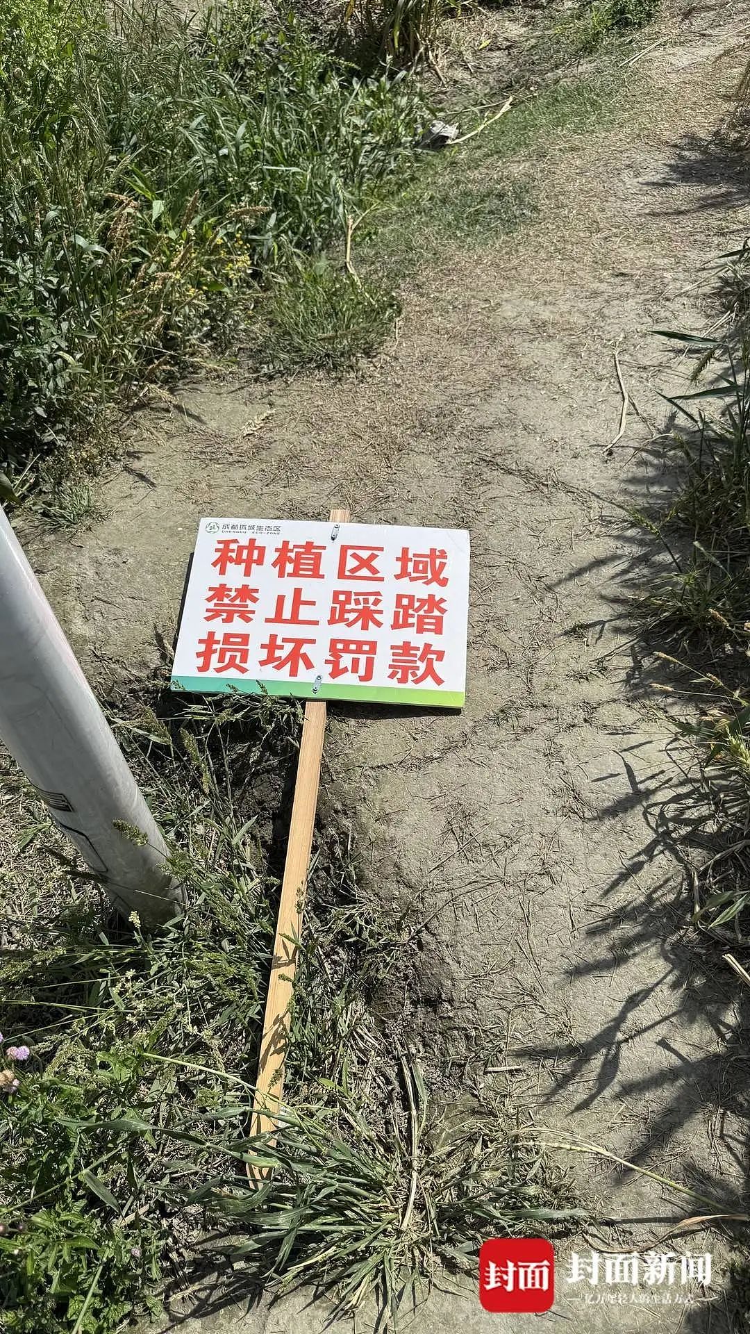 庄稼被踩踏，垃圾扔麦田，谁在“暴力打卡”？（组图） - 3