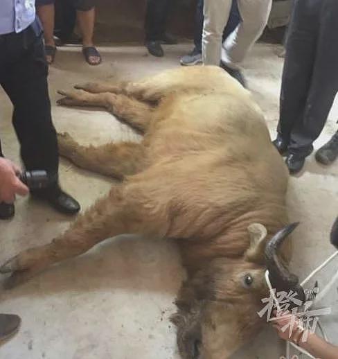 秦岭遇上羚牛，食草动物为何被称为“秦岭杀人王“？（组图） - 3
