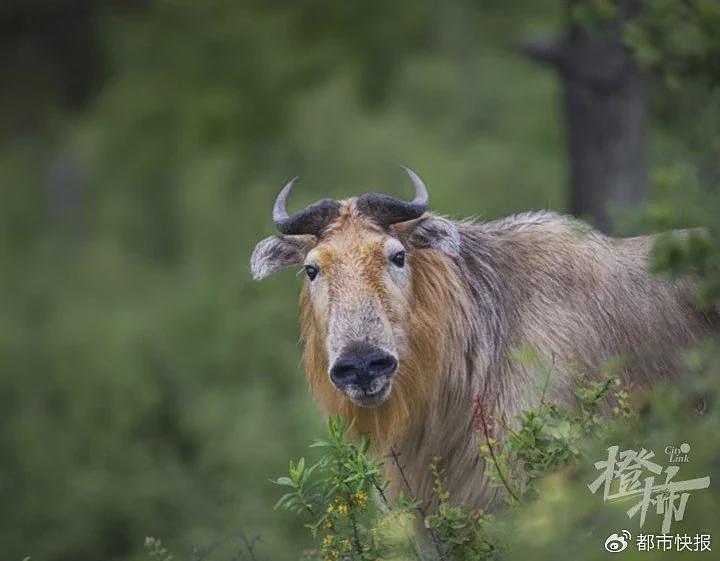 秦岭遇上羚牛，食草动物为何被称为“秦岭杀人王“？（组图） - 1