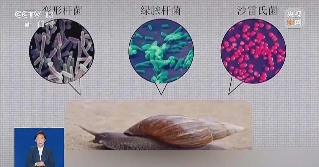 雨后遇到这种大蜗牛，别碰！赶紧远离！（组图） - 7