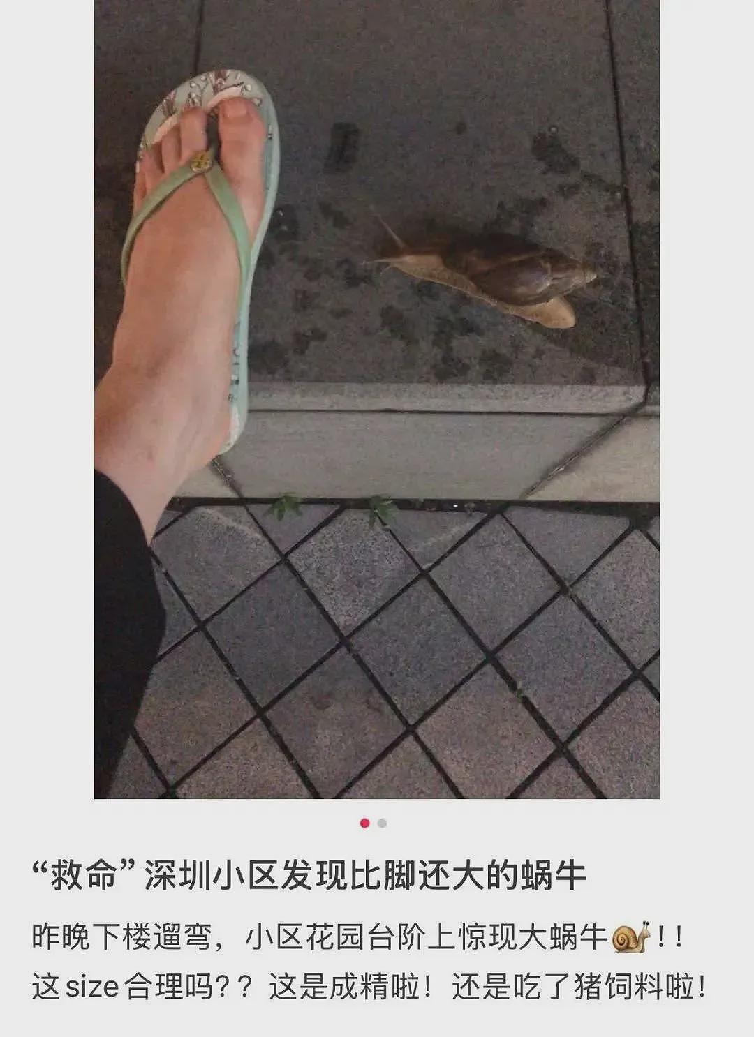 雨后遇到这种大蜗牛，别碰！赶紧远离！（组图） - 3