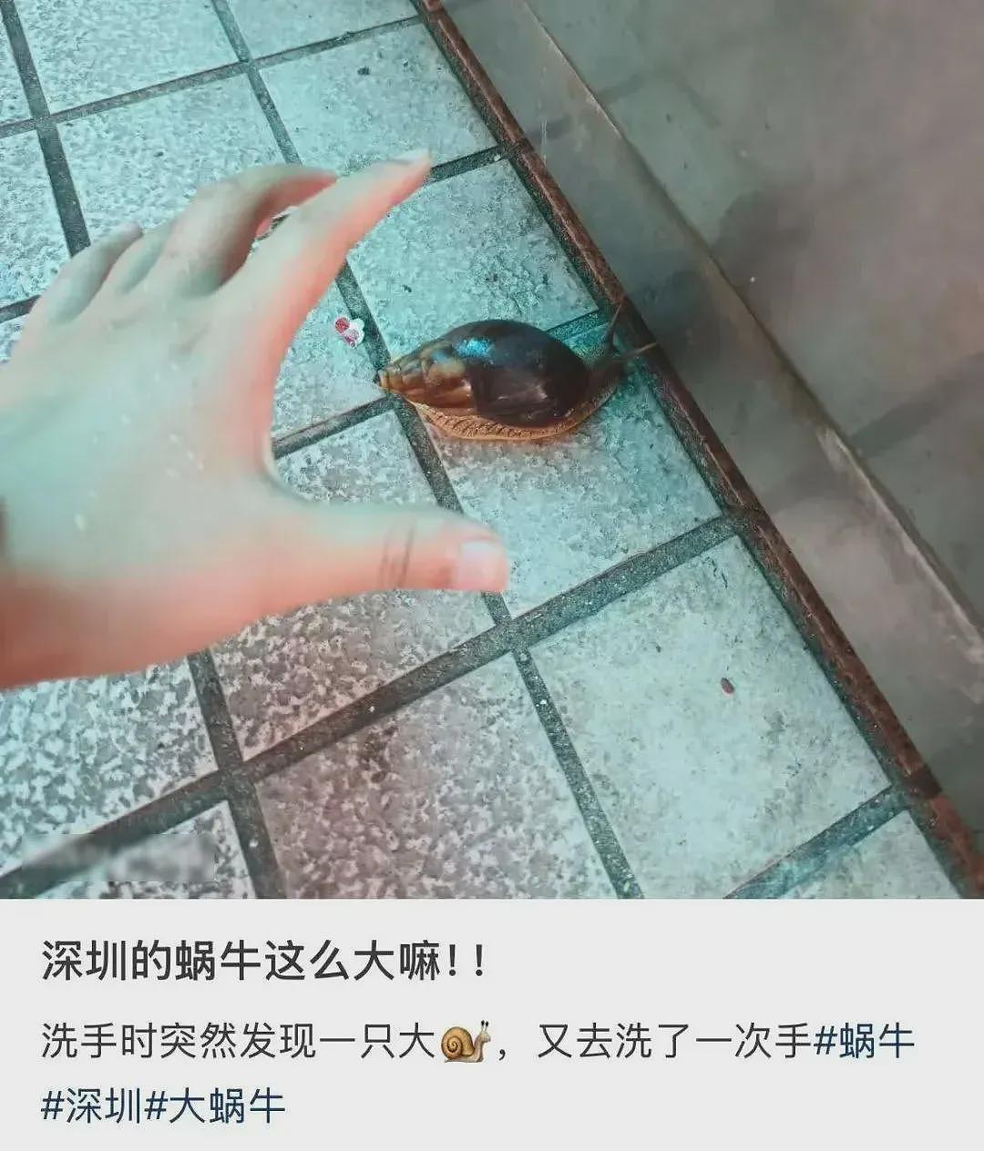 雨后遇到这种大蜗牛，别碰！赶紧远离！（组图） - 1