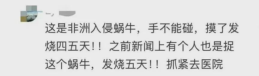 雨后遇到这种大蜗牛，别碰！赶紧远离！（组图） - 5