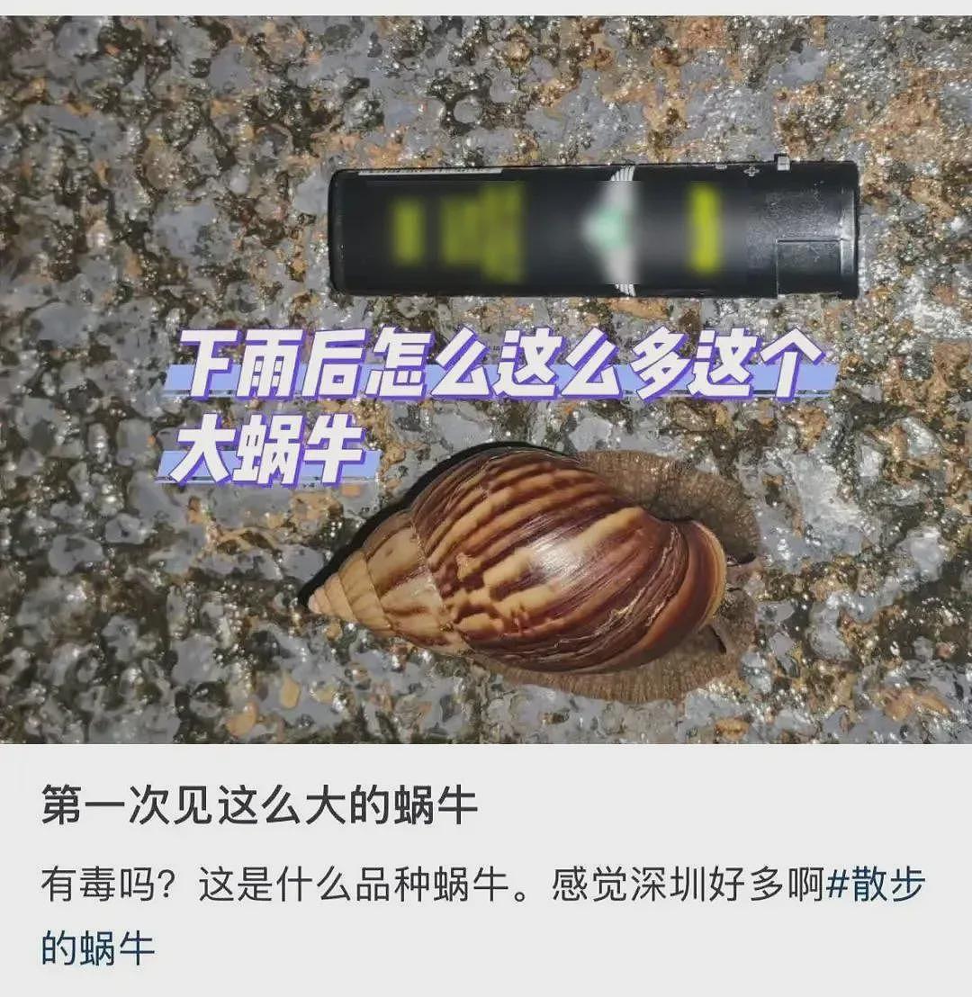 雨后遇到这种大蜗牛，别碰！赶紧远离！（组图） - 2