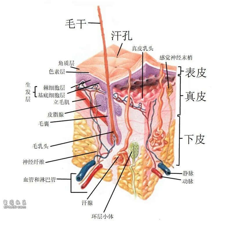 恐怖!温泉鱼疗之后,澳洲女子不得不接受截肢(组图) - 6