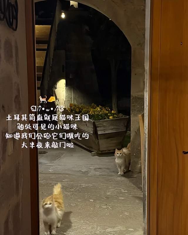 王思聪带懒懒在土耳其,凌晨四点坐热气球看日出,在最高处拥吻(组图) - 6