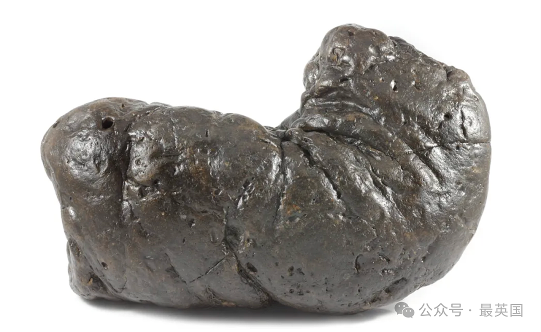 全球“最恶心”博物馆开张!他跑遍世界收集8000多坨便便,创下吉尼斯,连昆虫屁也不放过(组图) - 13