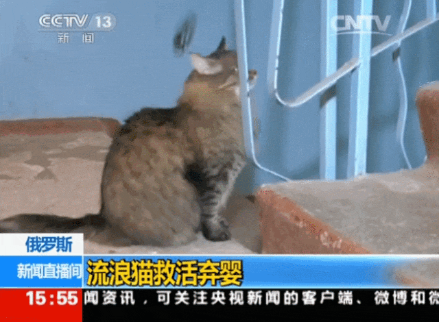 【宠物】地震后，小猫一个举动救出全家人，看哭网友：猫好！养猫能救命（组图） - 9