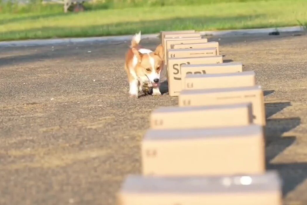 中国首只柯基警犬“福仔”：粉丝40万，巡逻抢小朋友烤肠（图） - 1