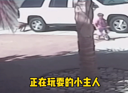 【宠物】地震后，小猫一个举动救出全家人，看哭网友：猫好！养猫能救命（组图） - 8
