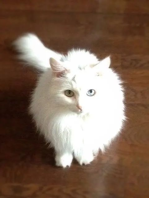 【宠物】地震后，小猫一个举动救出全家人，看哭网友：猫好！养猫能救命（组图） - 7