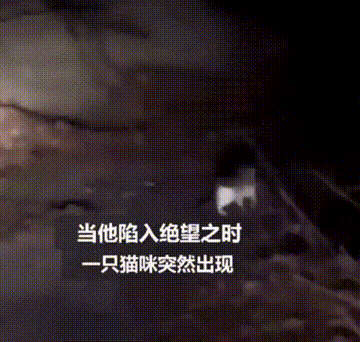 【宠物】地震后，小猫一个举动救出全家人，看哭网友：猫好！养猫能救命（组图） - 10