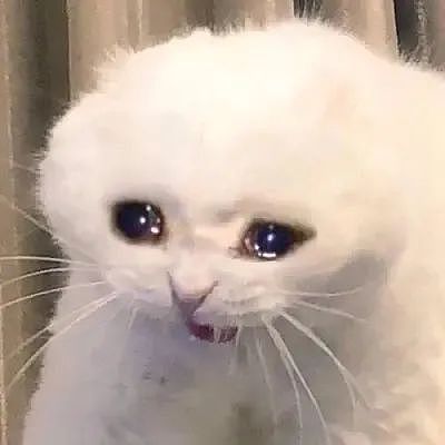 【宠物】地震后，小猫一个举动救出全家人，看哭网友：猫好！养猫能救命（组图） - 16