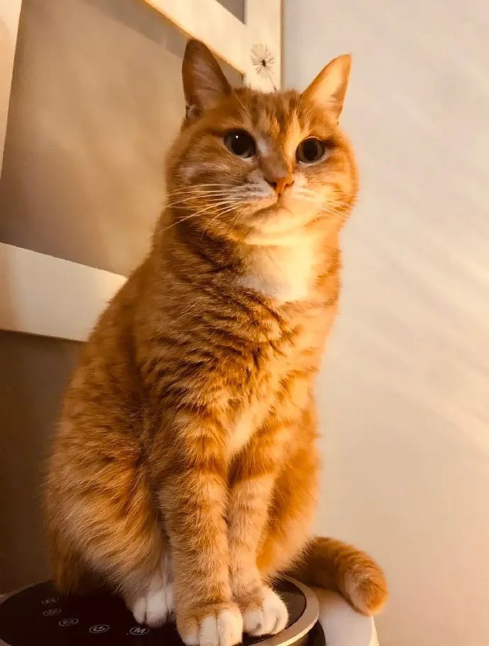 【宠物】地震后，小猫一个举动救出全家人，看哭网友：猫好！养猫能救命（组图） - 2
