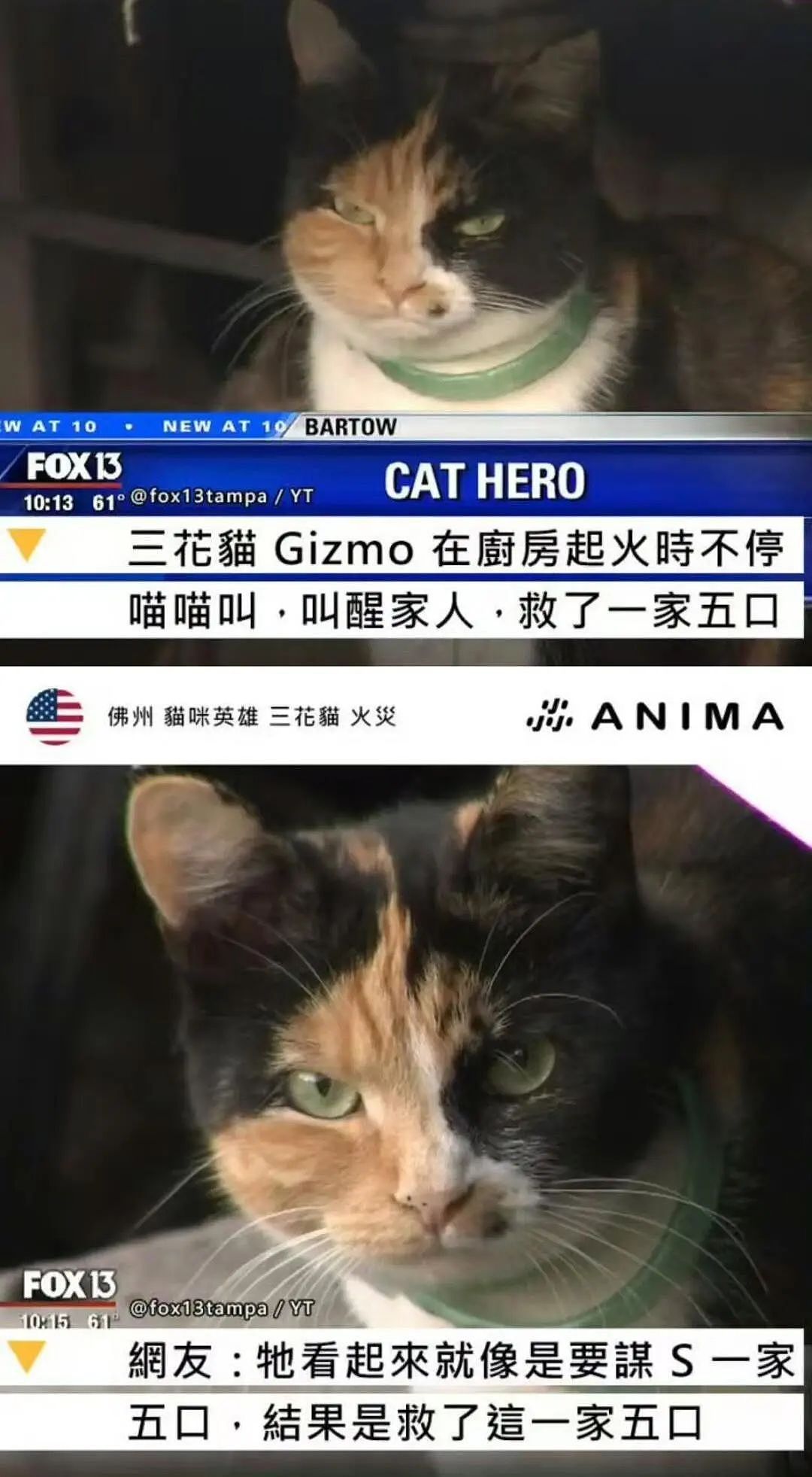 【宠物】地震后，小猫一个举动救出全家人，看哭网友：猫好！养猫能救命（组图） - 5