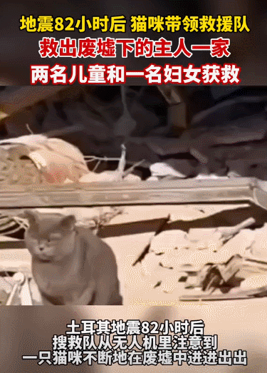 【宠物】地震后，小猫一个举动救出全家人，看哭网友：猫好！养猫能救命（组图） - 4