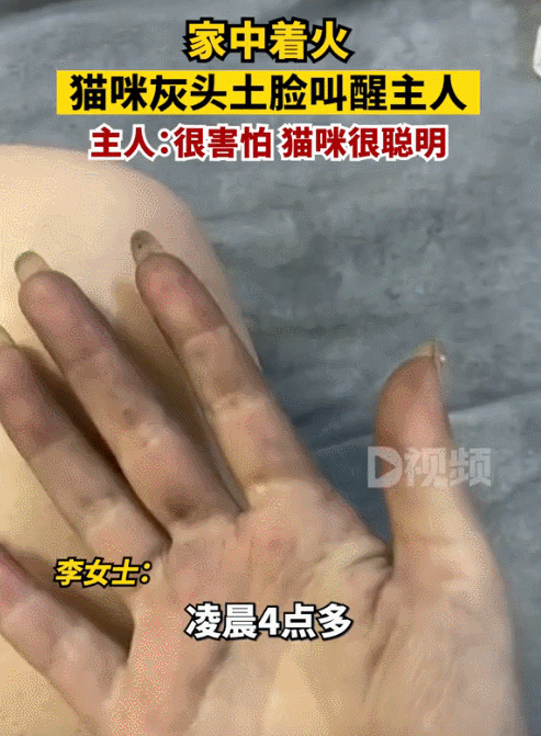 【宠物】地震后，小猫一个举动救出全家人，看哭网友：猫好！养猫能救命（组图） - 6