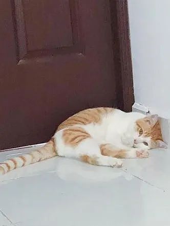 【宠物】喊橘猫吃饭,它在角落迟迟不动,主人把它挪开后,被气炸了...网友:孩子静悄悄,必定在作妖(组图) - 12