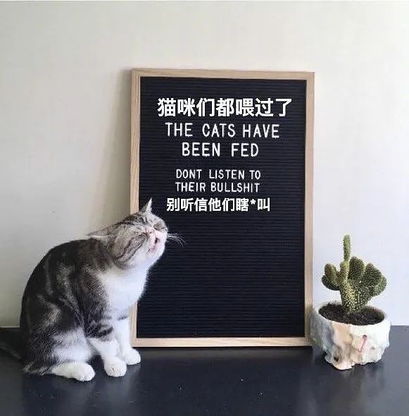 【宠物】喊橘猫吃饭,它在角落迟迟不动,主人把它挪开后,被气炸了...网友:孩子静悄悄,必定在作妖(组图) - 18
