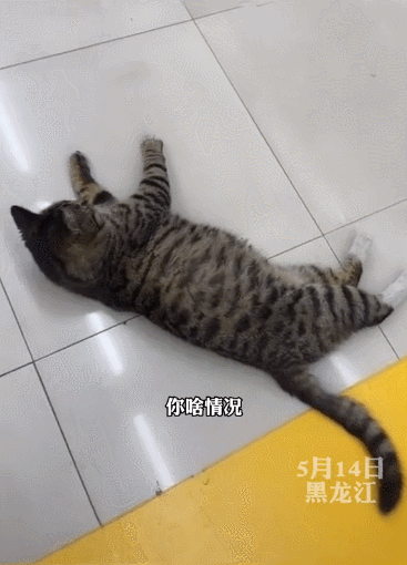 【宠物】喊橘猫吃饭,它在角落迟迟不动,主人把它挪开后,被气炸了...网友:孩子静悄悄,必定在作妖(组图) - 21