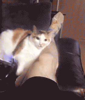 【宠物】喊橘猫吃饭,它在角落迟迟不动,主人把它挪开后,被气炸了...网友:孩子静悄悄,必定在作妖(组图) - 4