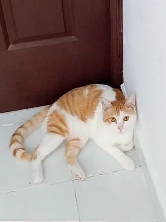 【宠物】喊橘猫吃饭,它在角落迟迟不动,主人把它挪开后,被气炸了...网友:孩子静悄悄,必定在作妖(组图) - 13