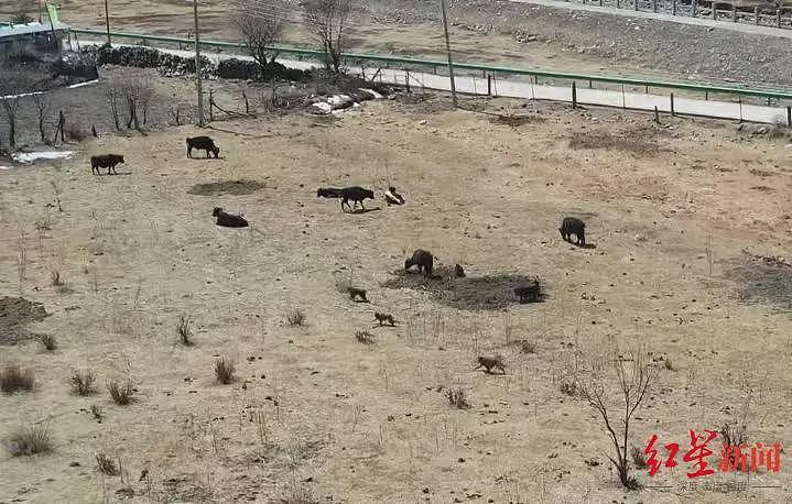 人猴“攻防战“：难守的庄稼与扩张的猴群，村民搬家（组图） - 4