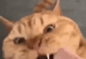 【宠物】喊橘猫吃饭,它在角落迟迟不动,主人把它挪开后,被气炸了...网友:孩子静悄悄,必定在作妖(组图) - 23