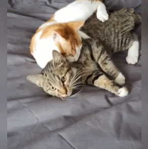 【宠物】喊橘猫吃饭,它在角落迟迟不动,主人把它挪开后,被气炸了...网友:孩子静悄悄,必定在作妖(组图) - 16