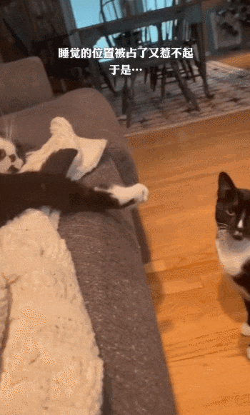 【宠物】喊橘猫吃饭,它在角落迟迟不动,主人把它挪开后,被气炸了...网友:孩子静悄悄,必定在作妖(组图) - 2