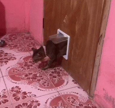 【宠物】喊橘猫吃饭,它在角落迟迟不动,主人把它挪开后,被气炸了...网友:孩子静悄悄,必定在作妖(组图) - 11