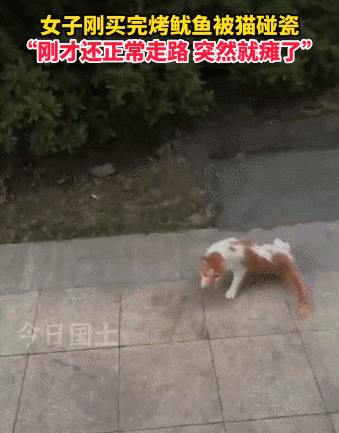 【宠物】喊橘猫吃饭,它在角落迟迟不动,主人把它挪开后,被气炸了...网友:孩子静悄悄,必定在作妖(组图) - 19
